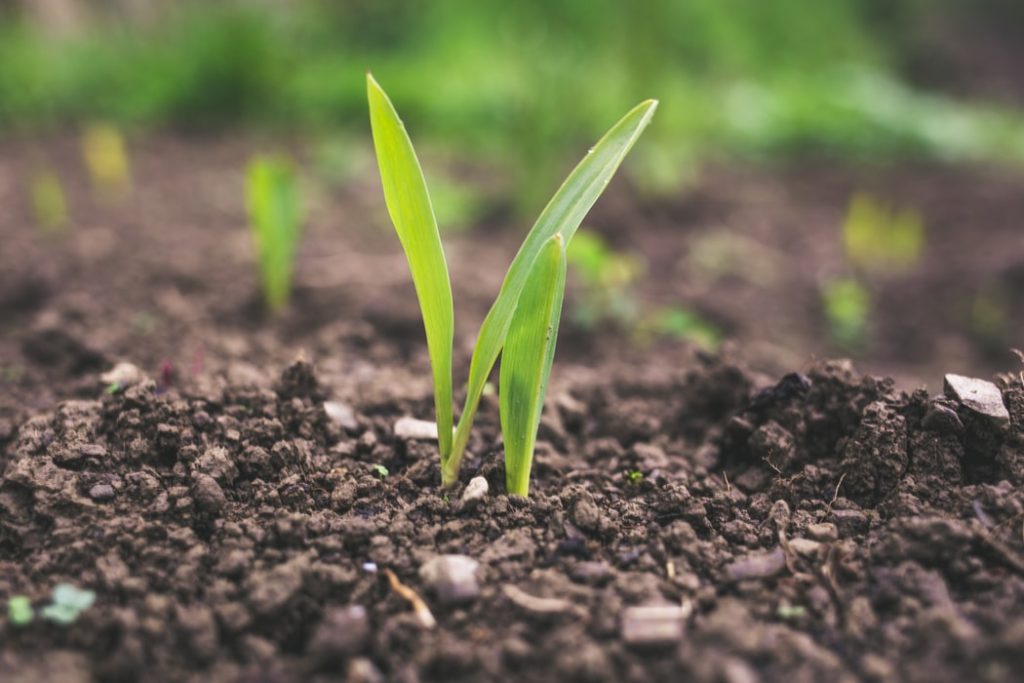 grass seedling growing in soil